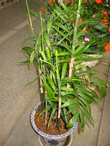 ../Images/plant_a_019.jpg