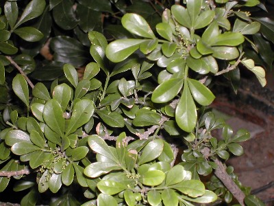../Images/plant_c_018.jpg