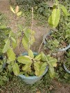 Thumbs/tn_plant_b_030.jpg