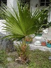 Thumbs/tn_plant_b_037.jpg