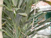 Thumbs/tn_plant_c_009.jpg