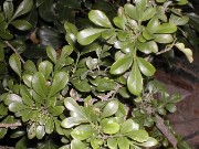 Thumbs/tn_plant_c_018.jpg